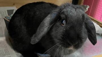 Meet Tulip, an adorable rabbit seeking someone with experience when it comes to taking care of rabbits. Picture supplied 