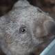 Wombat mange is a serious and deadly disease introduced into native wombat population from foxes. Picture supplied