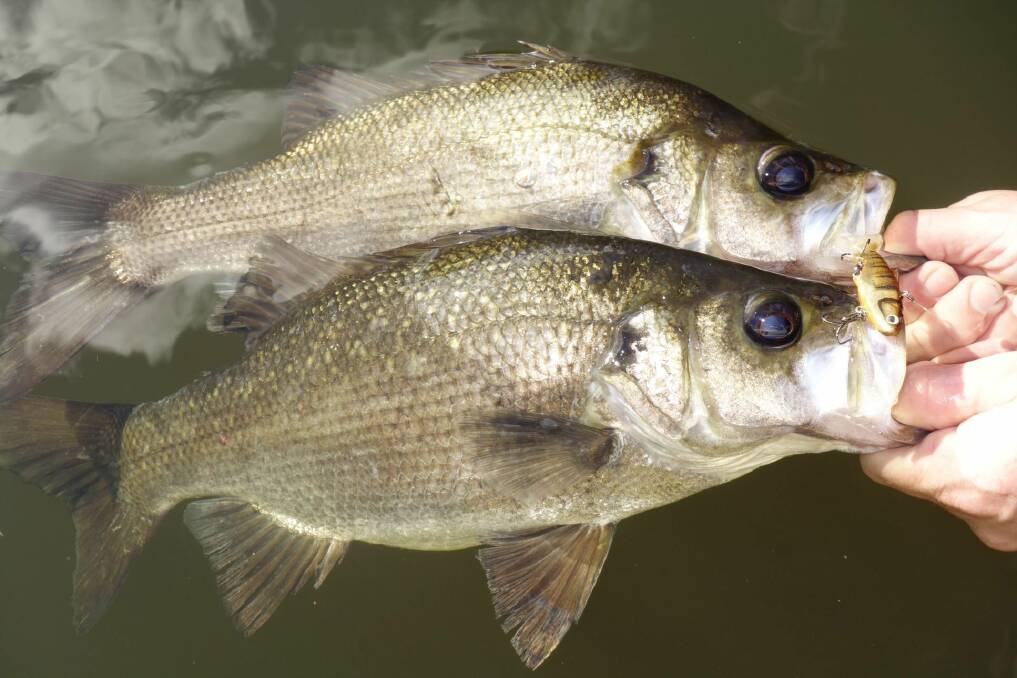 Australian Bass and Estuary Perch catch closes