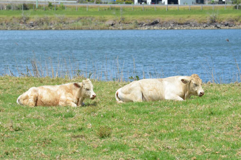Three-day sickness in cattle has been identified early on the North Coast. Picture supplied