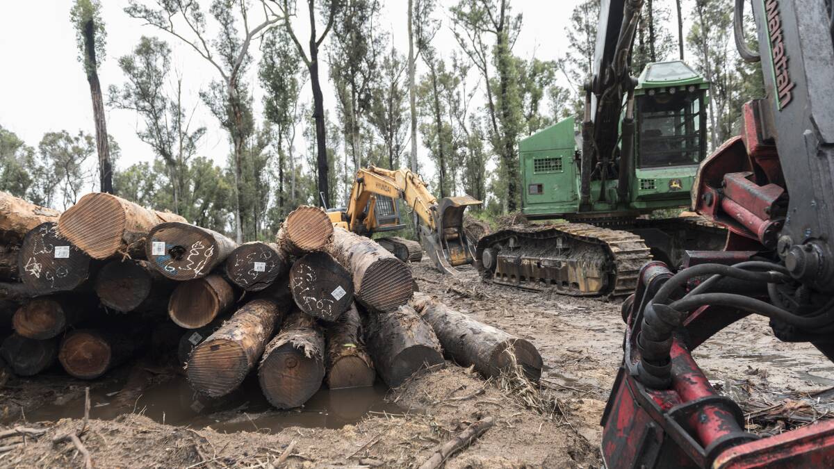 Logging increases risks of catastrophic fires