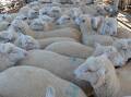 Tensions run high on eID support at NSW Farmers conference