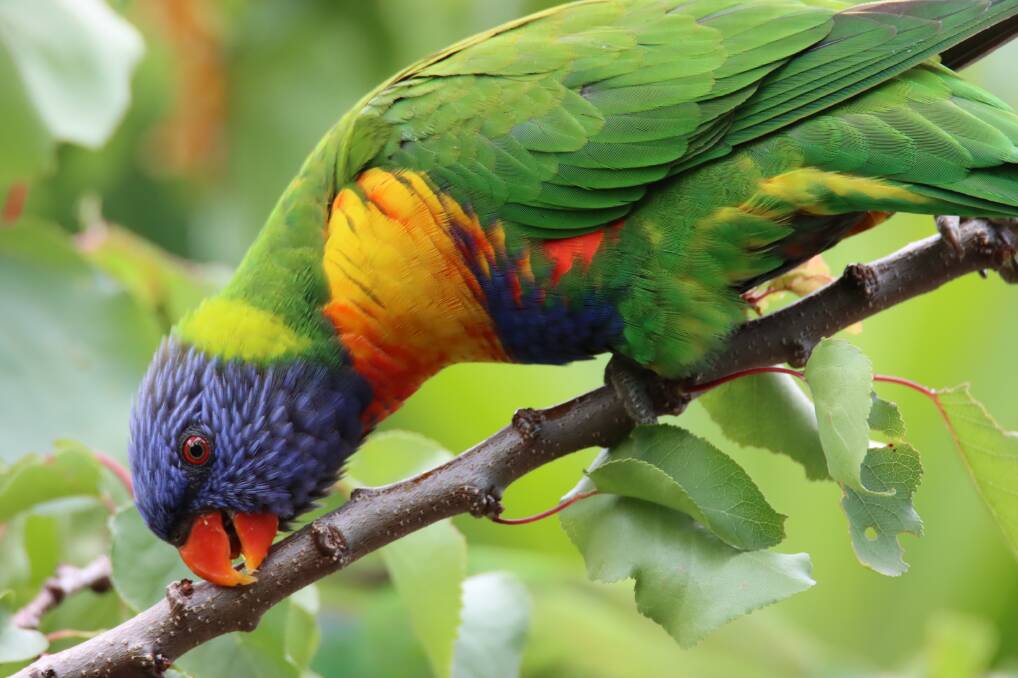 Top perch in 2022 went to the rainbow lorikeet. Picture by James Mascott