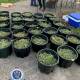 Muswellbrook drugs bust nets $1.5m worth of cannabis